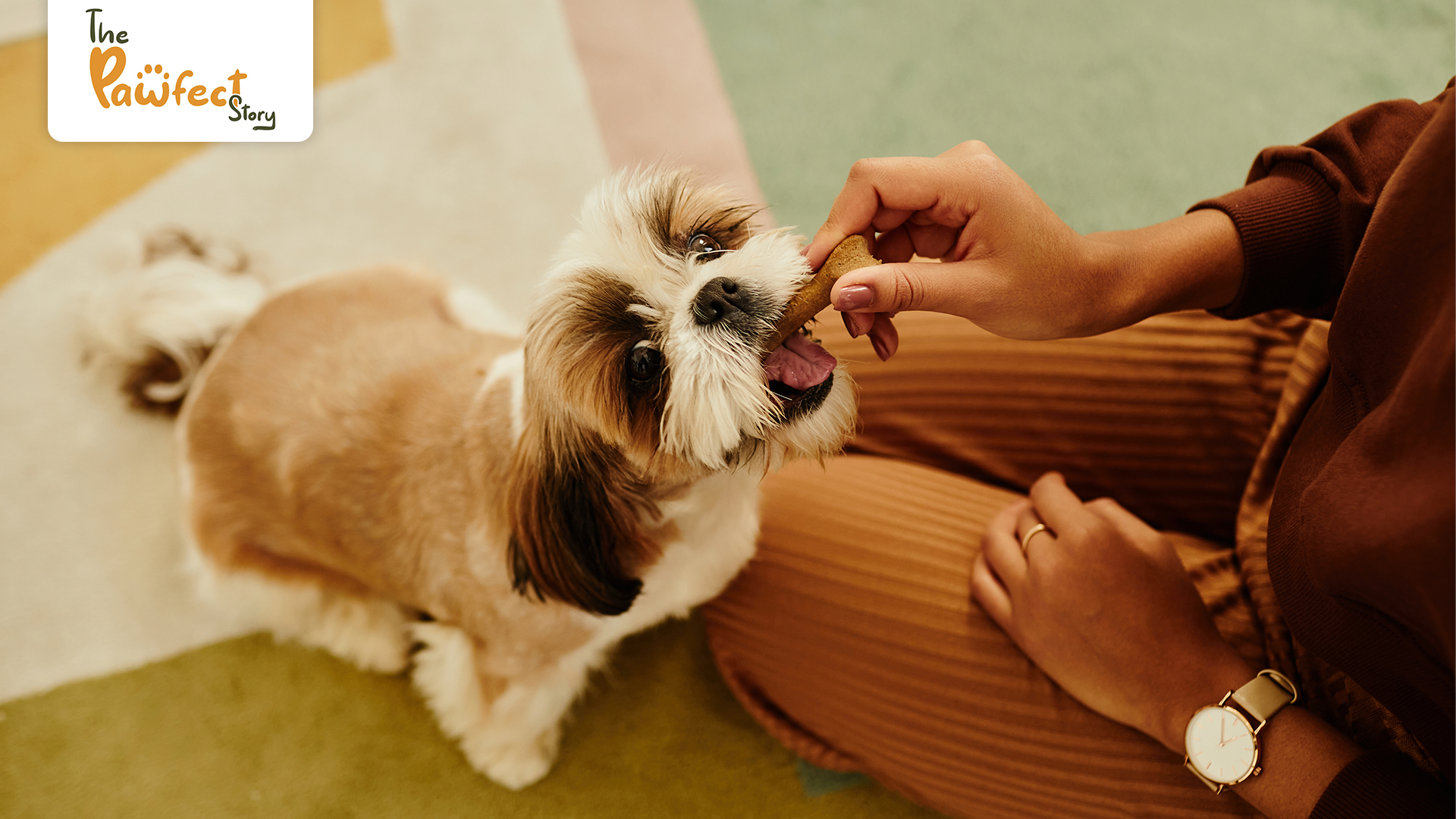 How to Choose the Right Dog Biscuits: A Complete Pet Nutritionist’s Guide