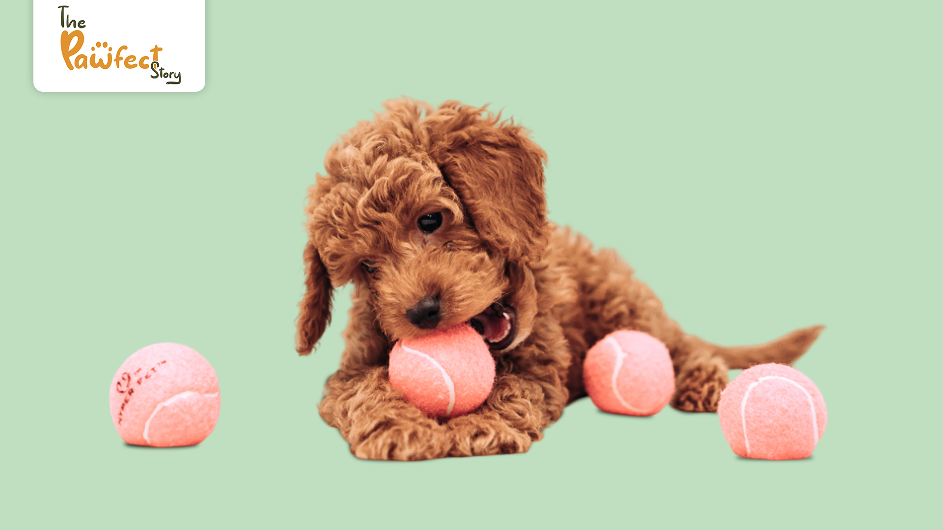 How to Choose the Right Chew Toy: Expert Tips for Dog Chew Toys and Puppy Teething Toys
