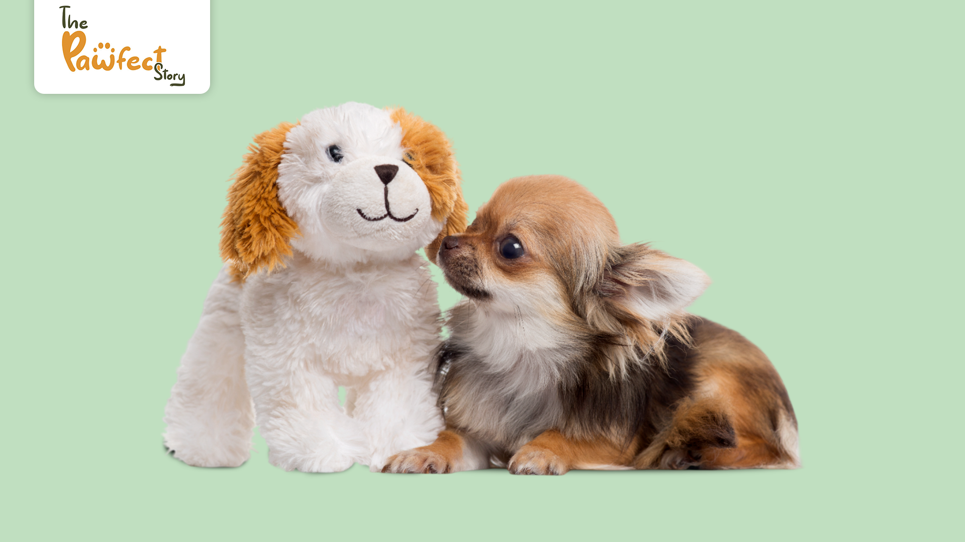 A Pet Owner’s Guide to Plush Toys: Safe Play Options for Puppies and Teething Dogs
