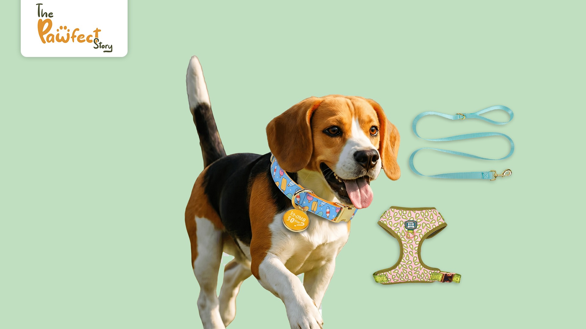 Dog Neck Collar Essentials: Choosing the Right Collar, Leash and Harness for Your Dog