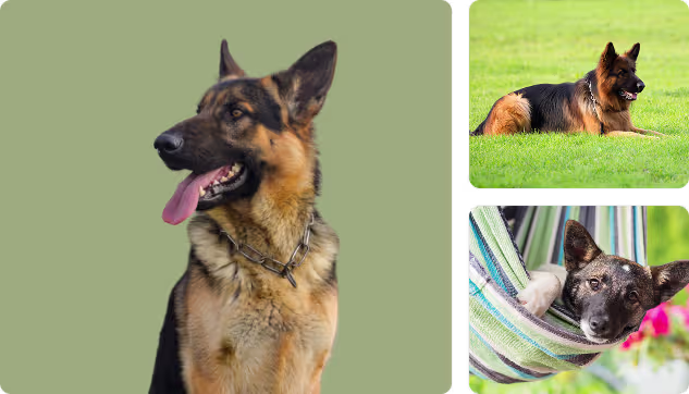 German Shepherd