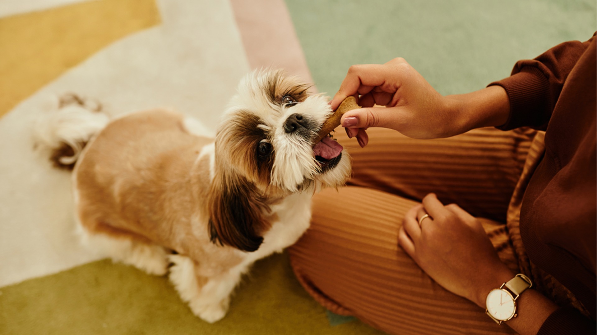 How to Choose the Right Dog Biscuits: A Complete Pet Nutritionists Guide