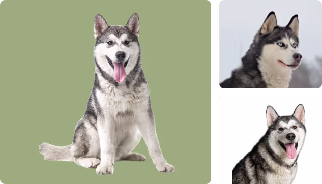 Husky