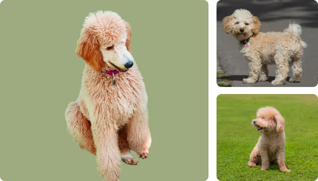 Poodle