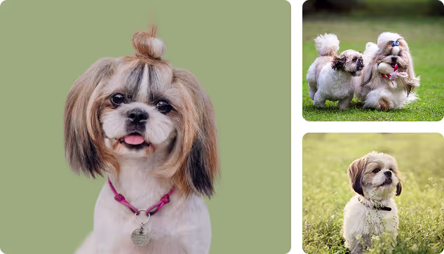 Shih Tzu