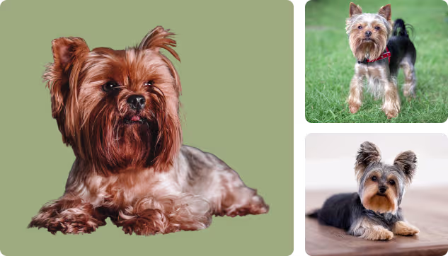 Yorkshire Terrier