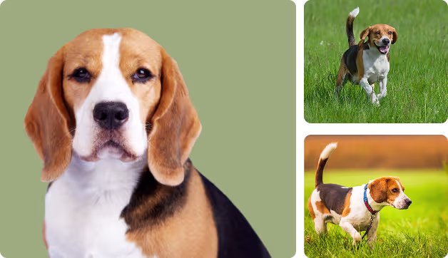 Beagle