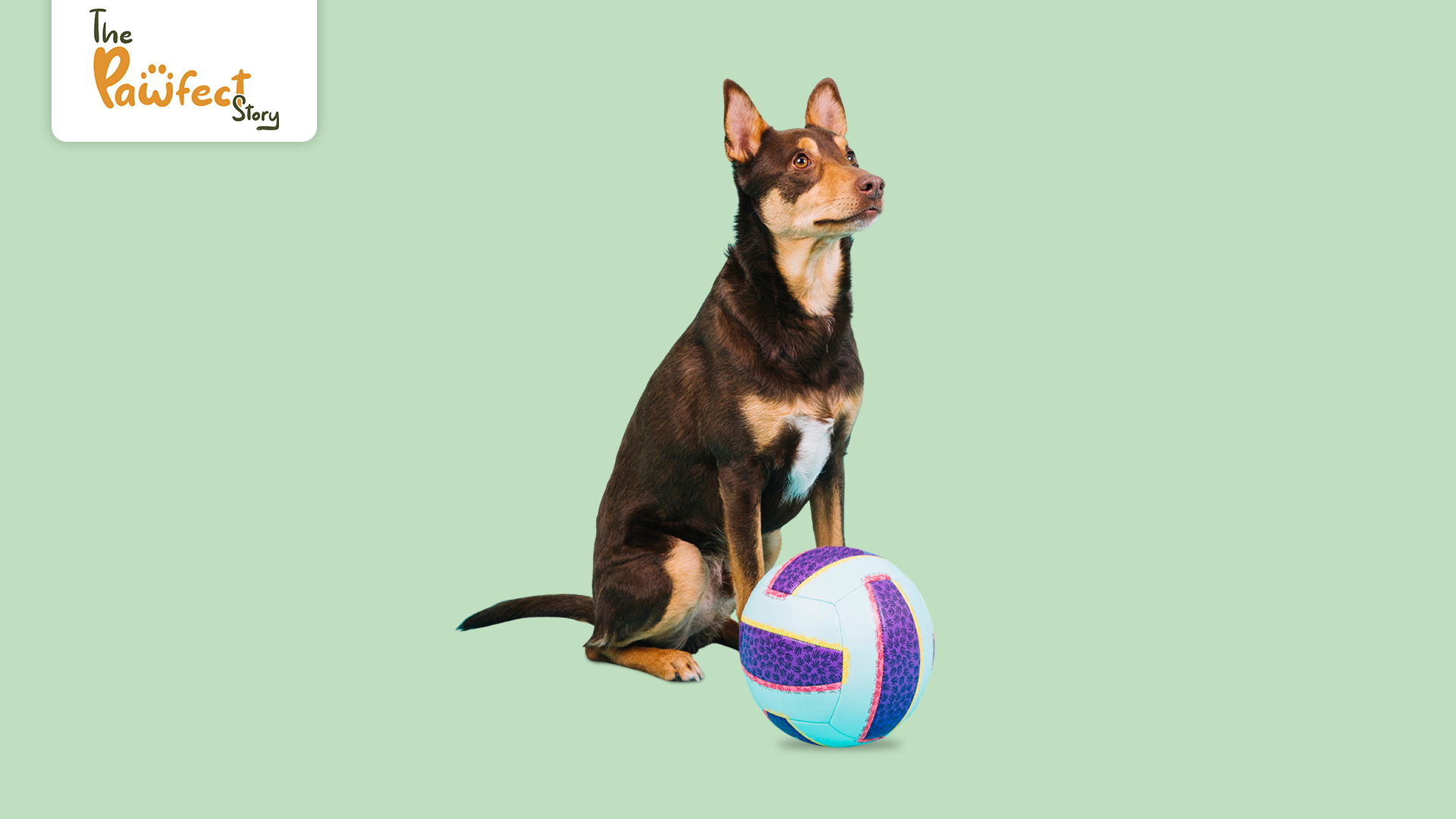 Interactive Dog Toys That Keep Your Dog Active, Smart and Happily Engaged