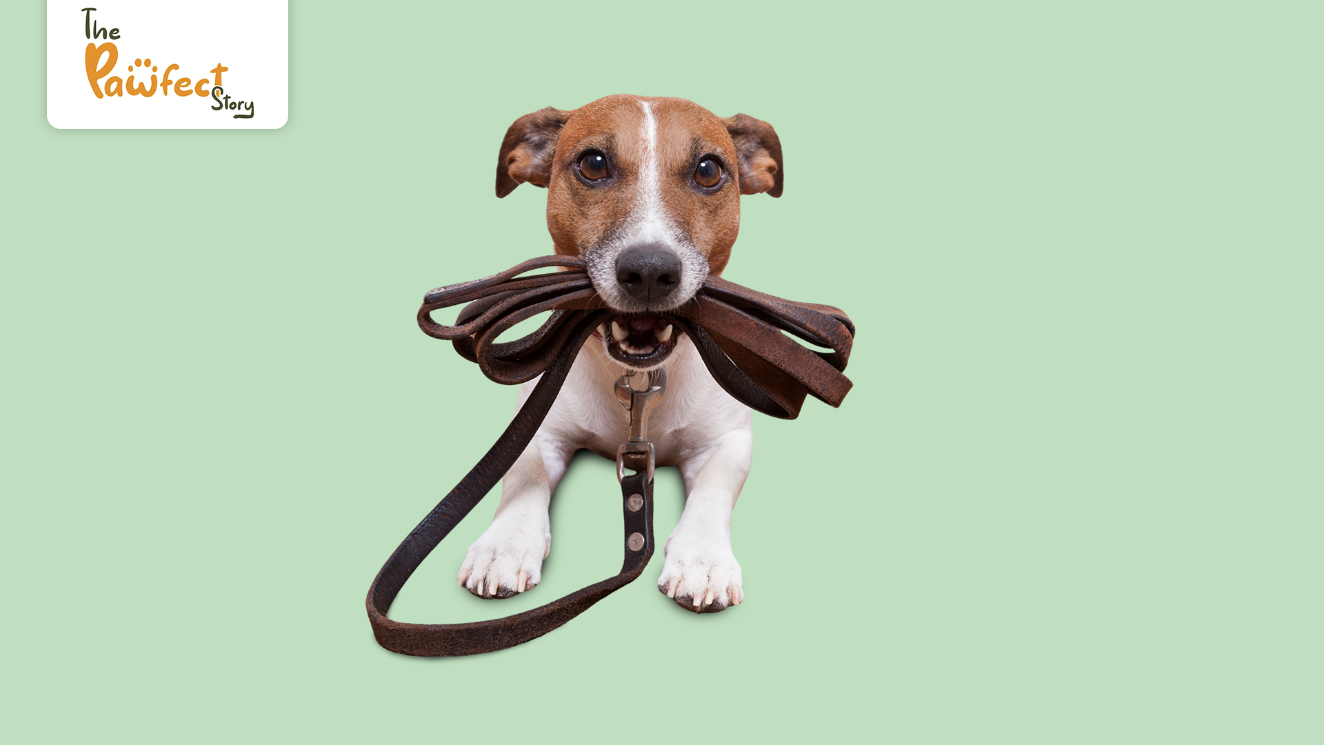 Dog Collars: How to Choose the Best Dog Collars for Small Dogs and Puppies