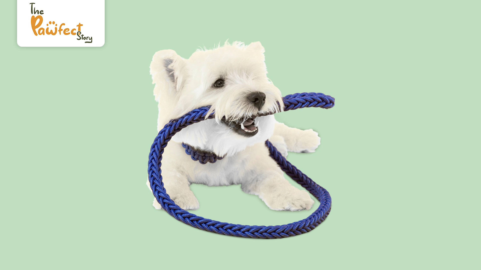 Dog Rope Toys: Why Rope Toys Are Perfect for Active and Playful Dogs
